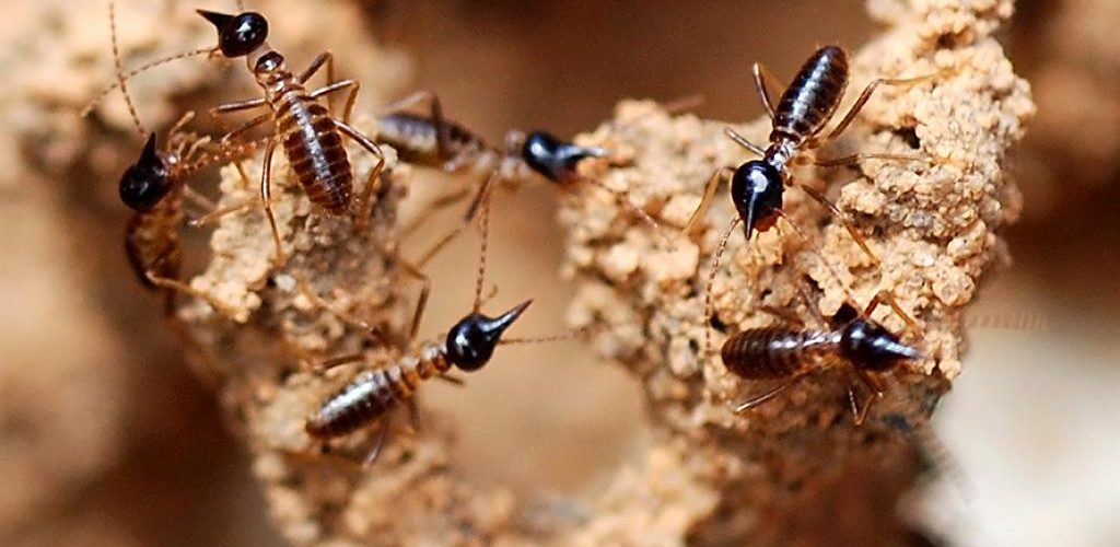 Termite soldiers - Nasute