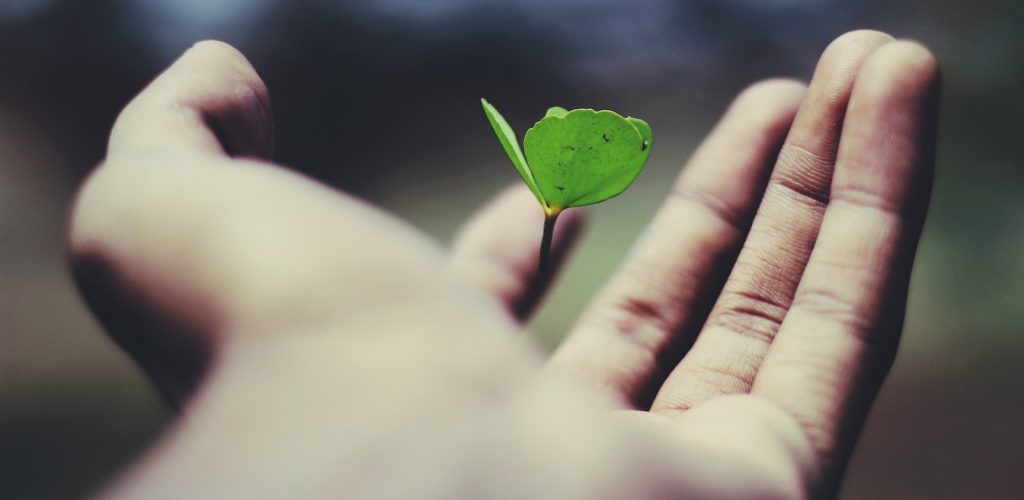 floating green leaf plant on person's hand